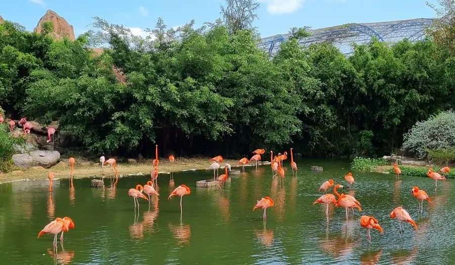 Des flamants roses sur une lagune de Patagonie.