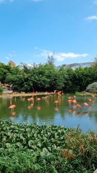 flamingo photo