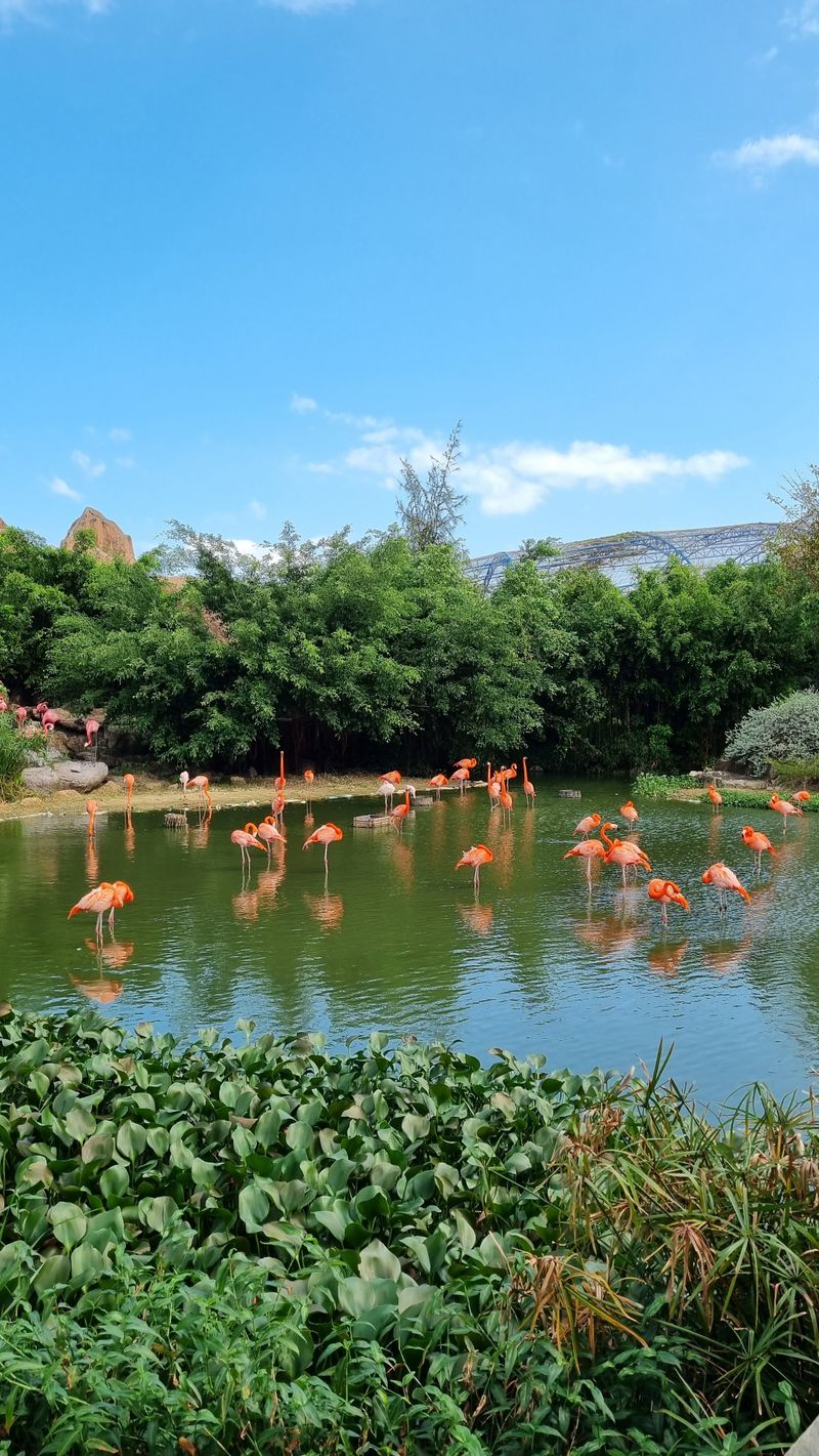 Flamingos gathered on a Rift Valley soda lake