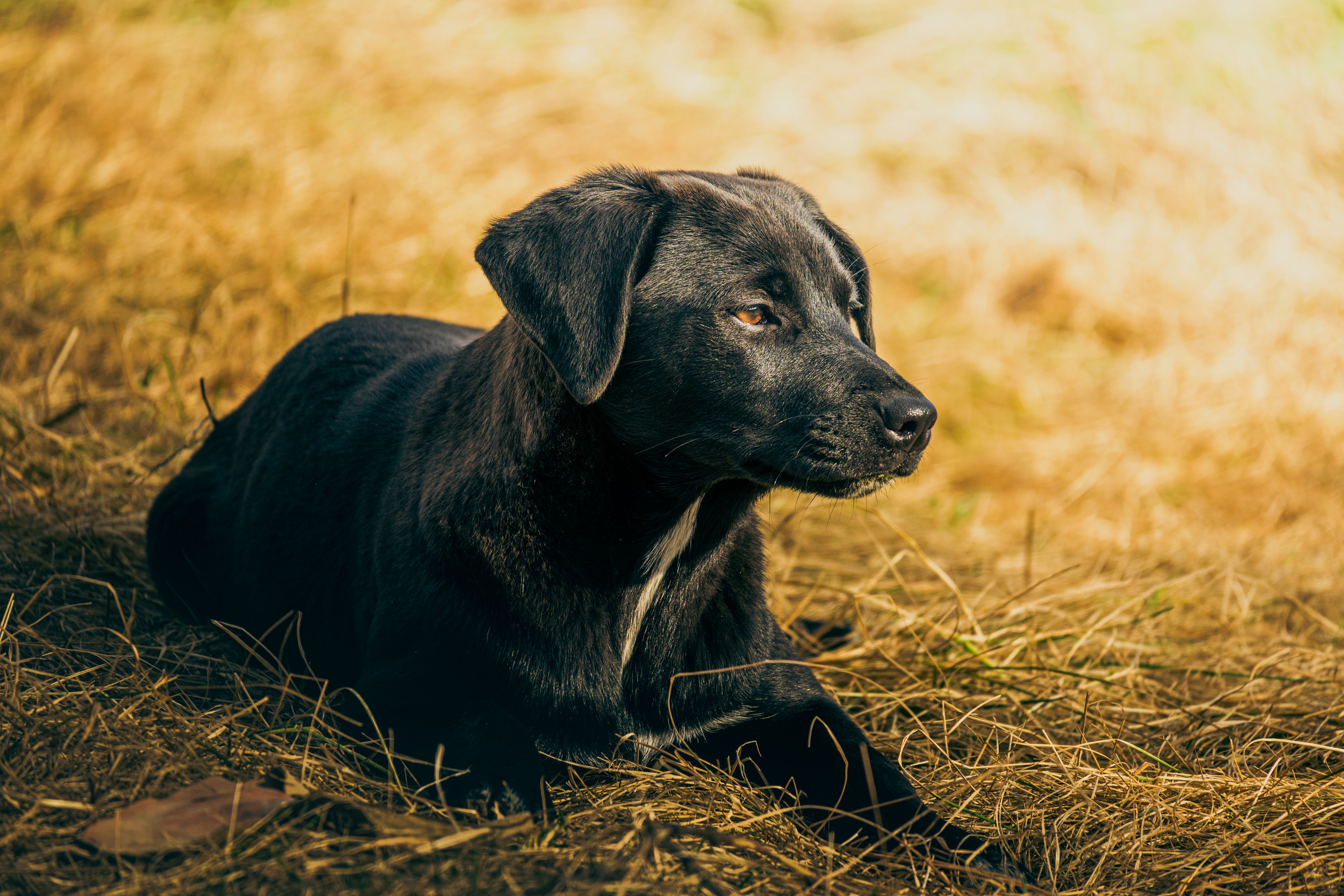 Zammia Rottweilers