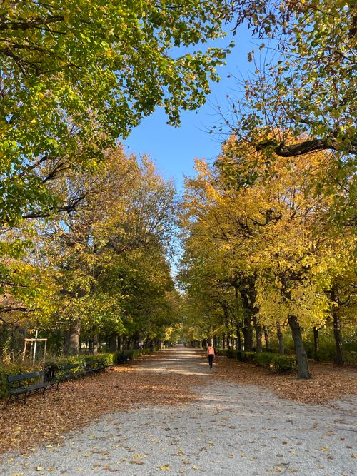 Free A serene walkway in a park with trees adorned in autumn colors, under a clear blue sky. Stock Photo