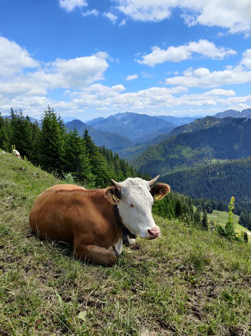 Free A brown cow lounging on a grassy mountain slope with a breathtaking forest and mountain range view. Stock Photo