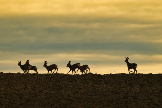 Silhouettes of deer running on a hill against a vibrant sunset sky in Garešnica, Croatia.