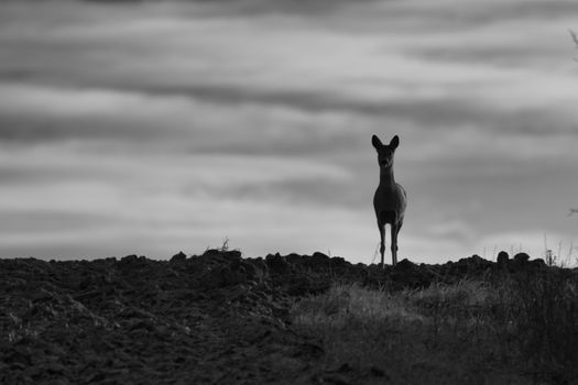 animales