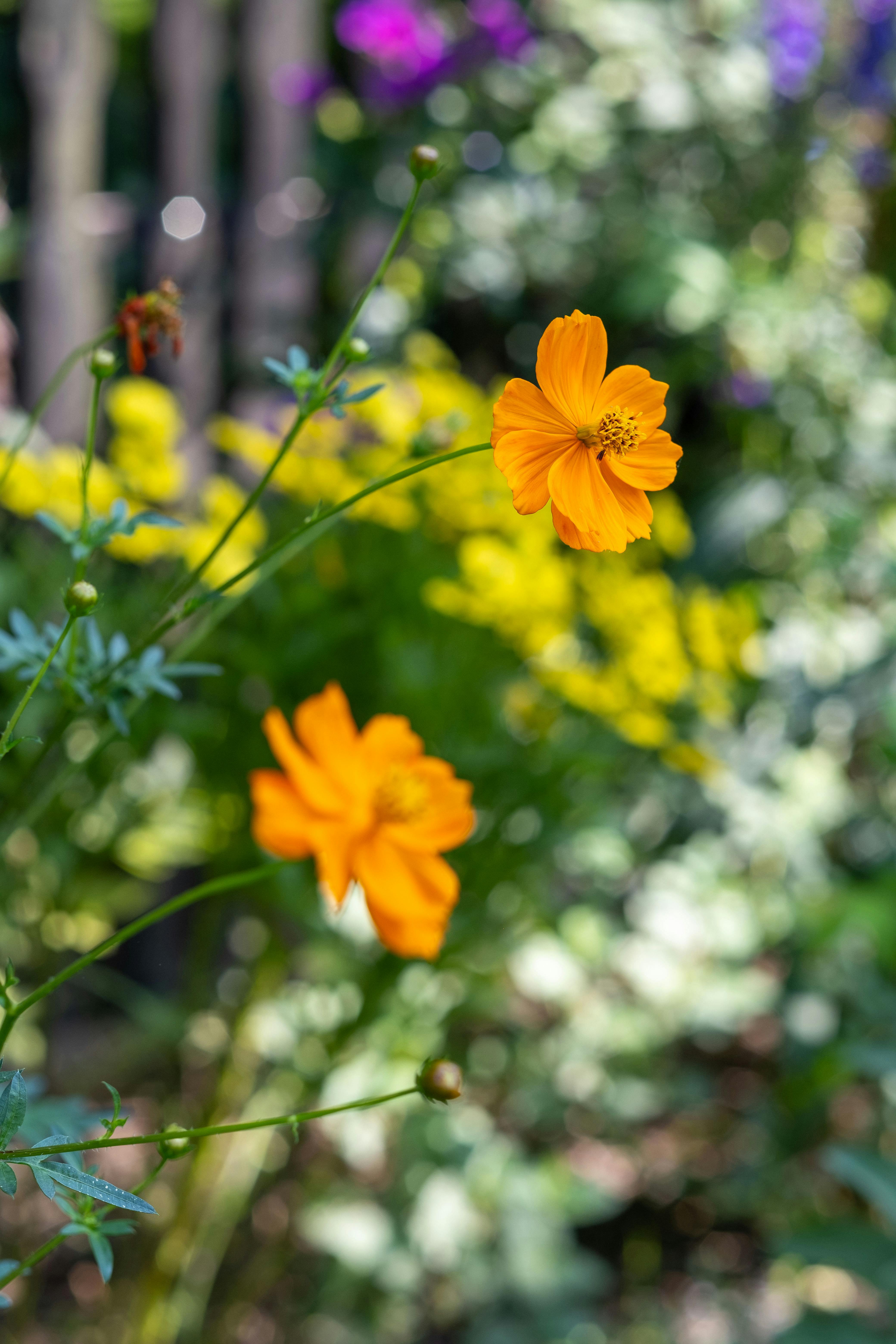 [ColoSach]-beautiful-orange-cosmos-flowers-flourish-in-a-sunny-polish-garden,-capturing-the-essence-of-summer.