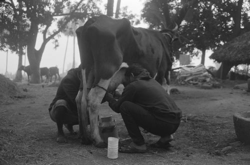 Free Two men milking a cow in a rural setting. Black and white photo. Stock Photo