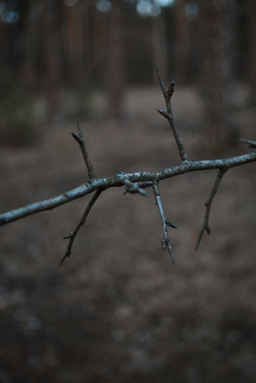 Free Detailed close-up of sharp thorns on a branch in a dark forest setting. Stock Photo