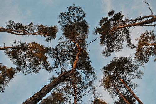 Free Looking up at tall pine trees with a clear blue sky backdrop, capturing nature's tranquility. Stock Photo