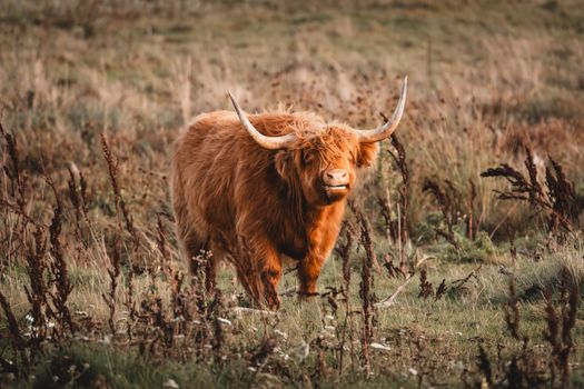 Majestic Highland cow with long horns standing in a serene countryside meadow.