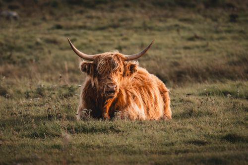 Free A serene Highland cow rests in a lush green meadow on a peaceful day. Stock Photo