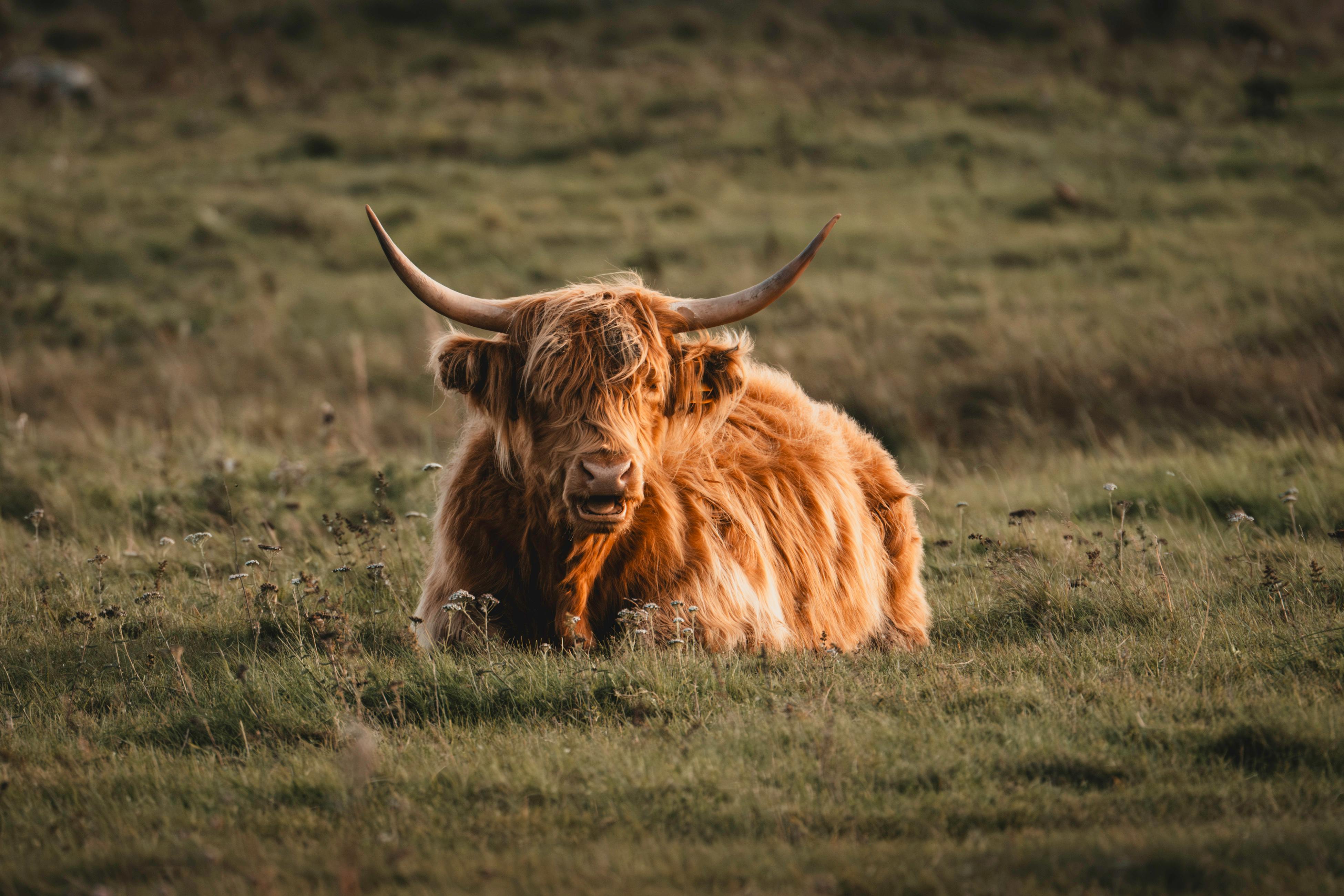 grátis Uma serena vaca das Terras Altas descansa em um prado verdejante em um dia tranquilo. Foto profissional