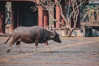 A lone water buffalo walks in front of traditional architecture in Ninh Bình, Vietnam.