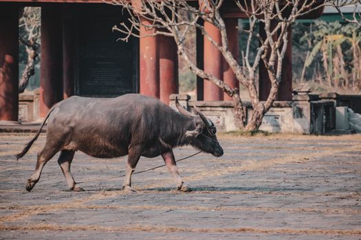 A lone water buffalo walks in front of traditional architecture in Ninh Bình, Vietnam.