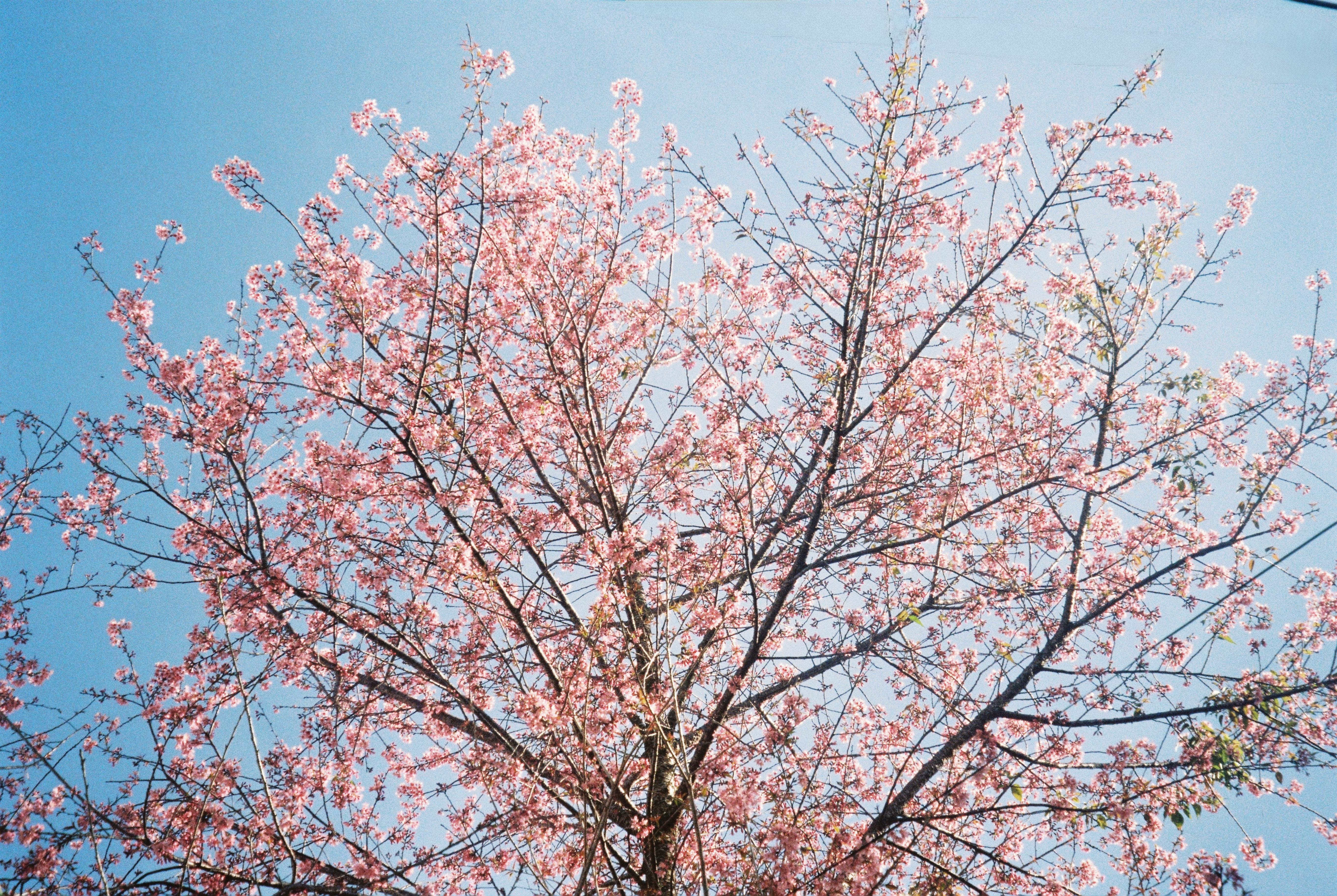 Beautiful cherry blossom tree with pink flowers set against a clear blue sky in spring.