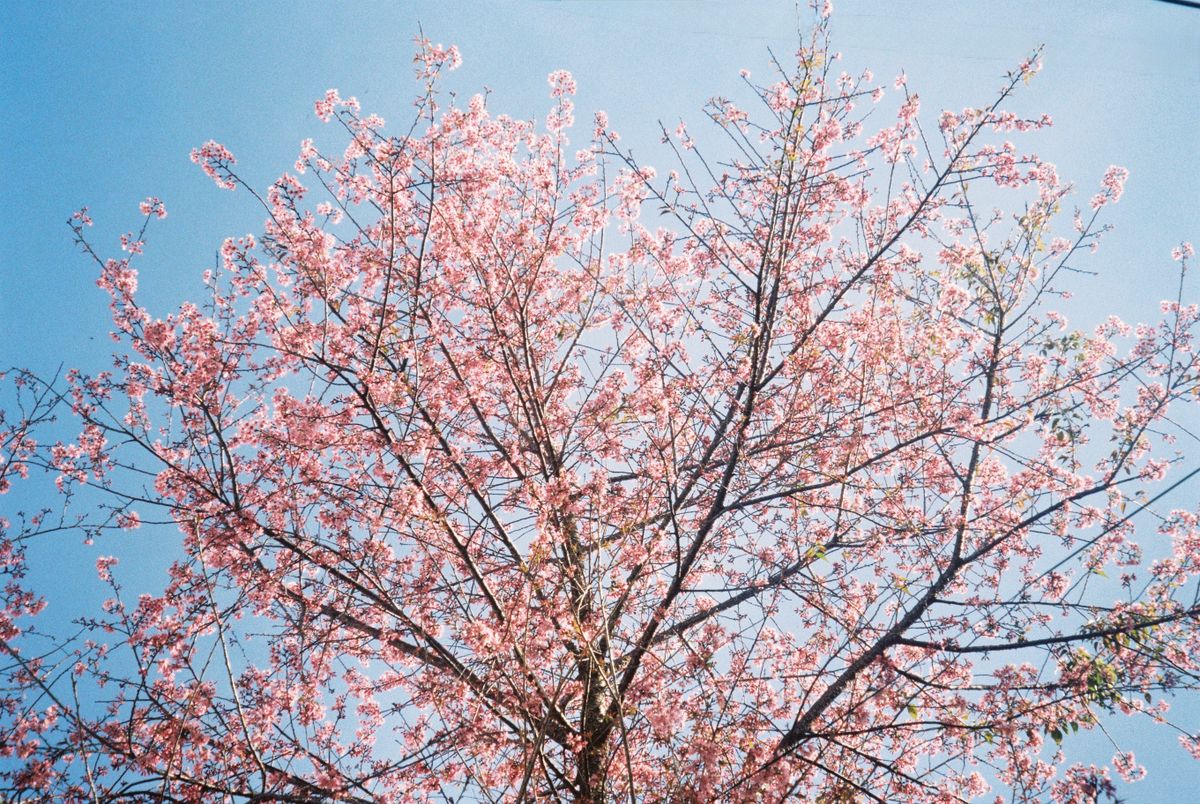 Cherry blossom trees with bright pink blossoms lining a scenic path in a Japanese park in spring