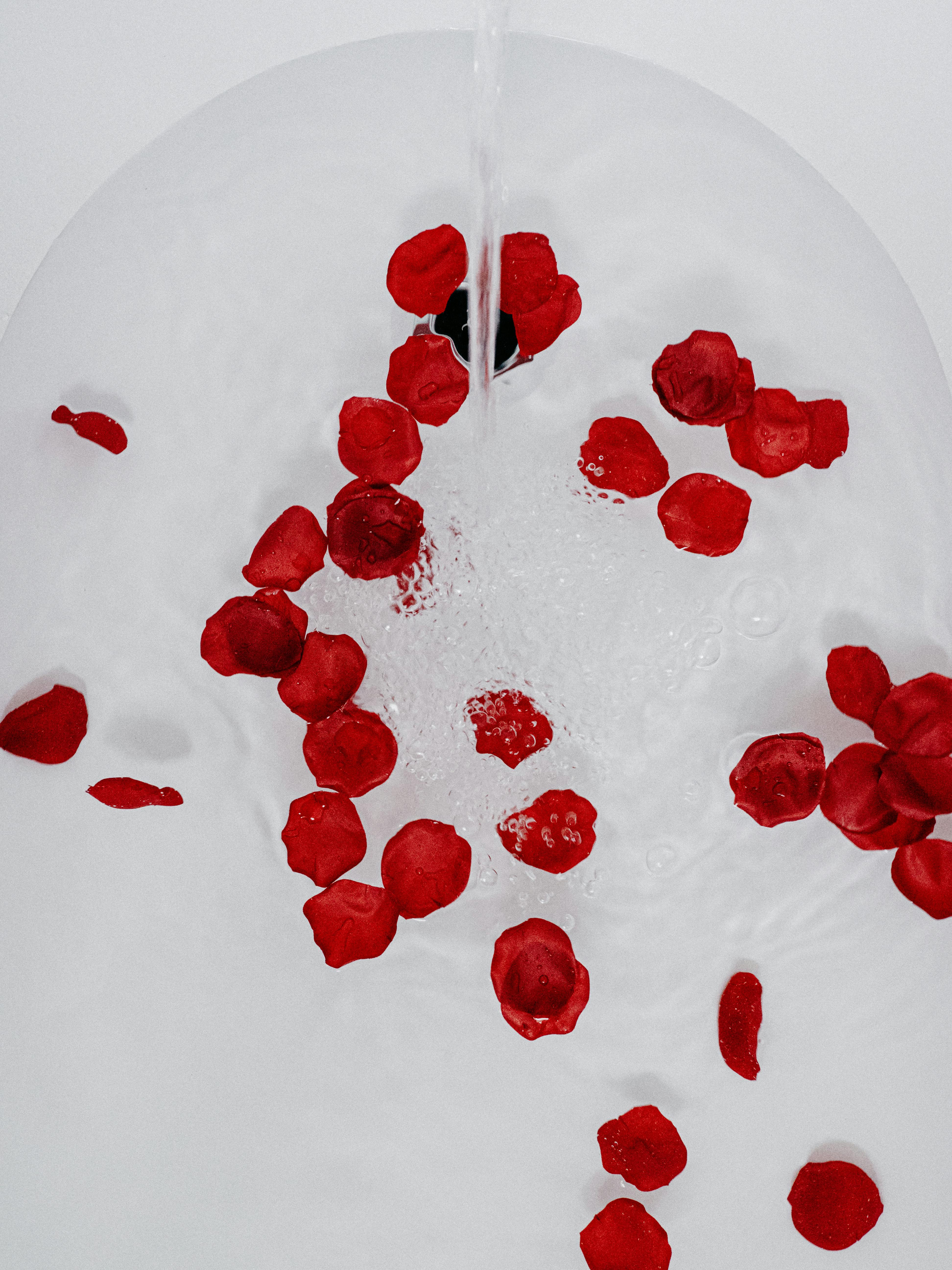 Aesthetic red rose petals floating on a surface of clear, calm water.