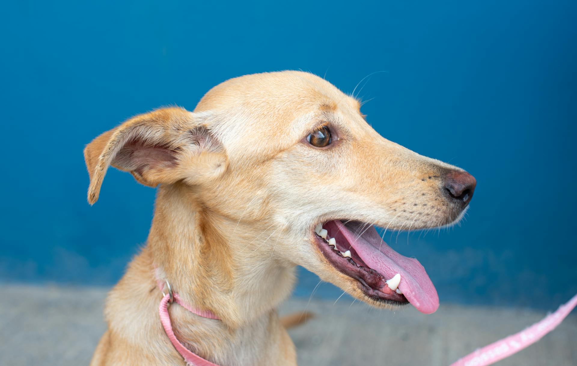 Un chien de sauvetage mignon avec un collier rose sur un fond bleu vif.