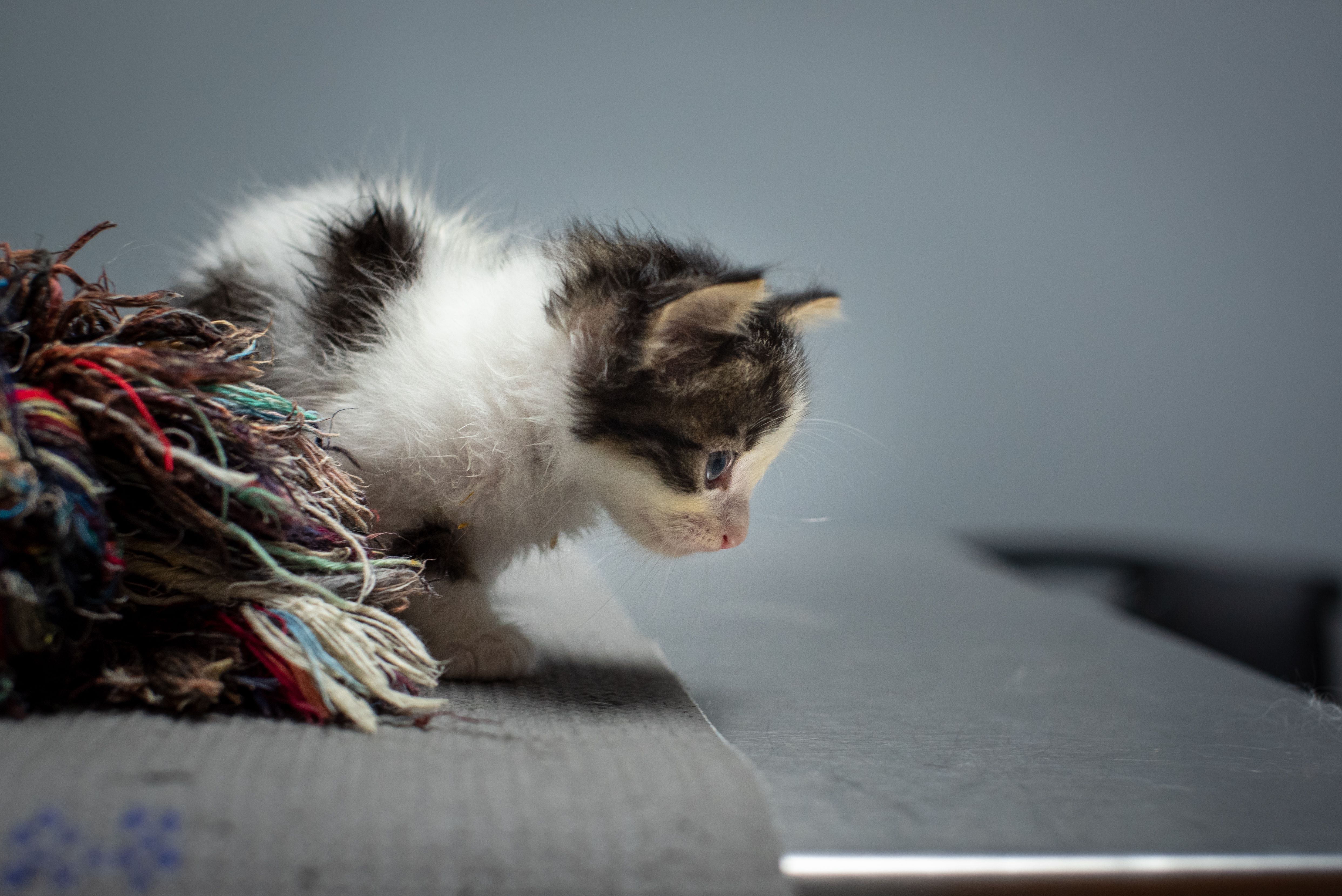 que faut il acheter pour un chaton - Le couchage&nbsp;: offrir un nid douillet à votre chaton