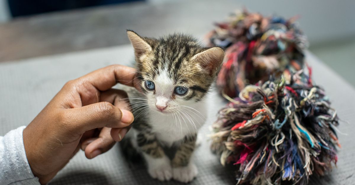The Benefits of Adopting a Rescue Pet