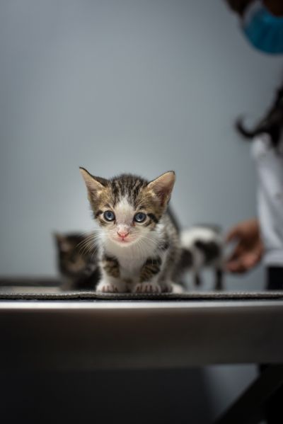 Rescue kitten at a vet clinic — photo by Dominik Gryzbon on Pexels