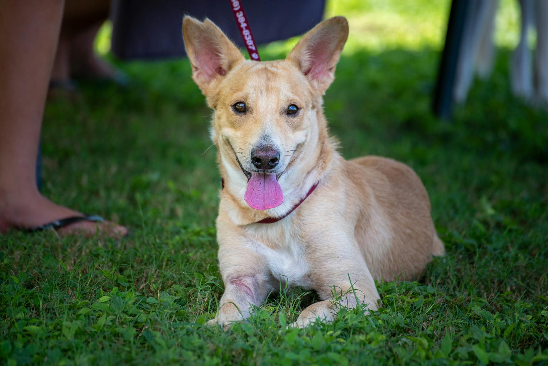 Cute rescue dog with floppy ears and pink tongue lying on green grass outdoors.