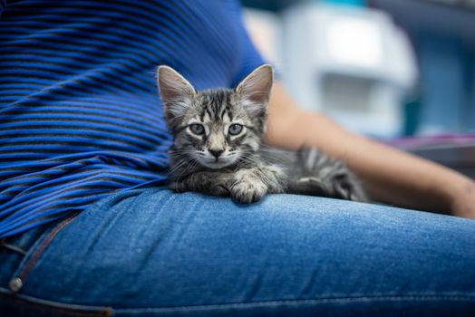 A cute tabby kitten rests on a person's lap, showcasing its charm and affection. Perfect for pet lov