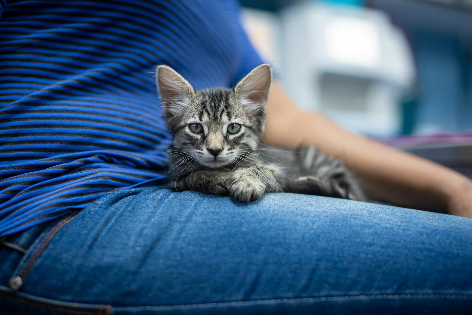 Un adorable chaton tabby repose sur les genoux d'une personne, montrant son charme et son affection.