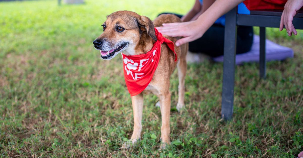 How to Build an Inclusive Pet-Friendly Network