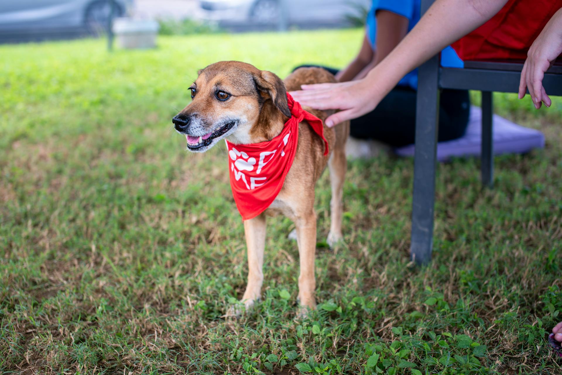 Une image réconfortante d'un chien sauvé en train d'être caressé dans un parc de Trinidad, pour promouvoir l'adoption.