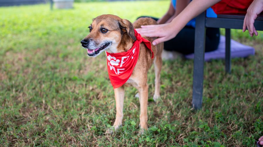 Home Dental Care for Dogs: Why Chews Alone Aren't Enough