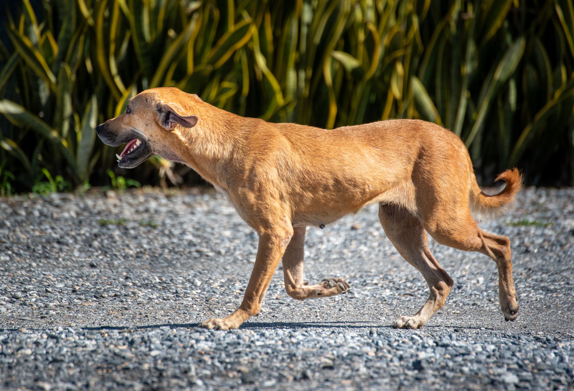 Neglected Dog Tied to Trailer Finds Joy: Oscar's Rescue Story