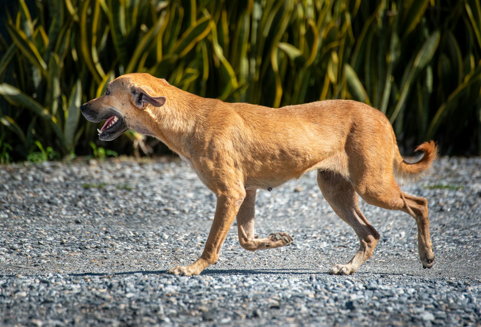 A joyful brown dog runs on a gravel path in Trinidad and Tobago, showcasing energy and freedom.