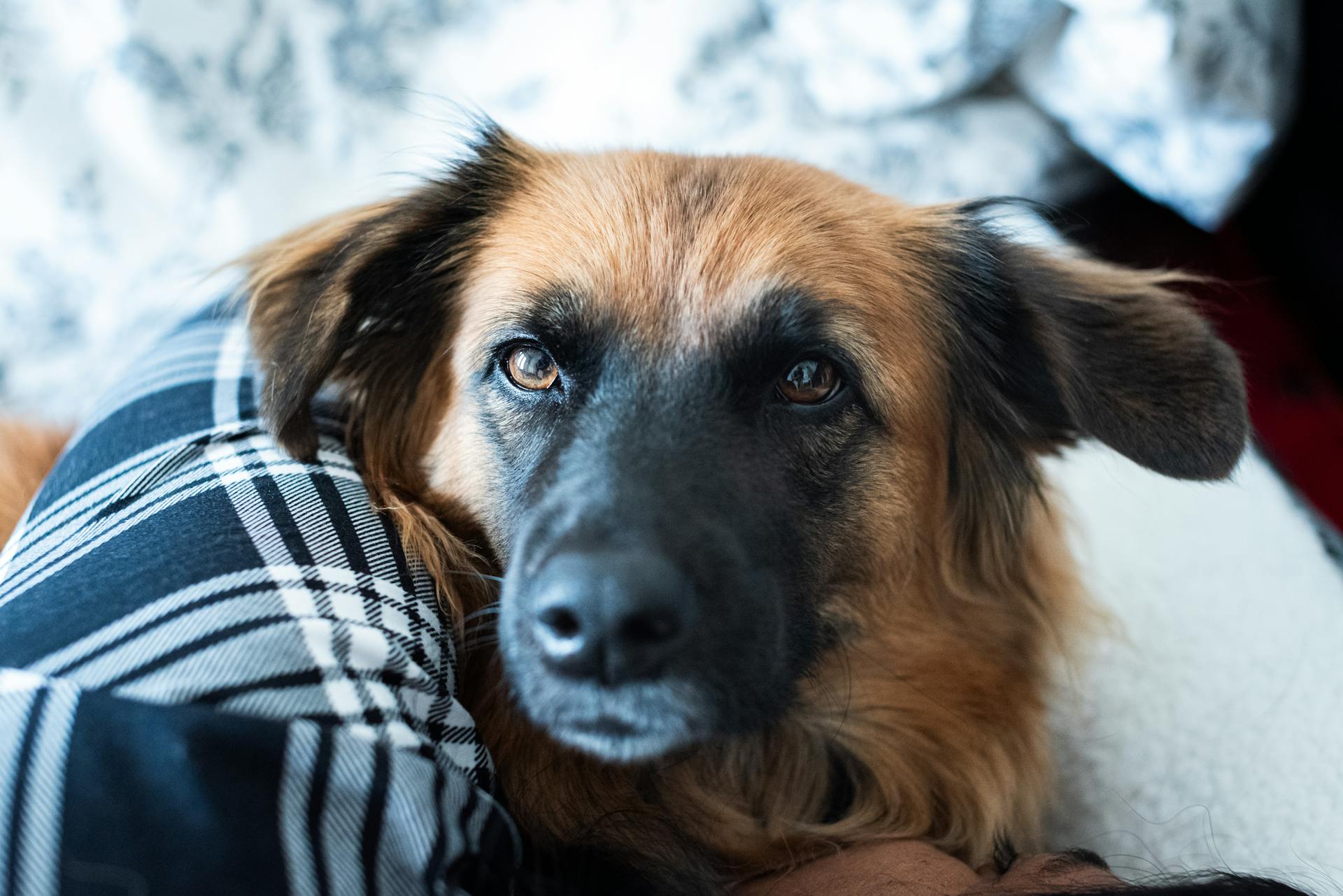 Heartwarming image of a rescue dog snuggling indoors in Atlanta, Georgia.