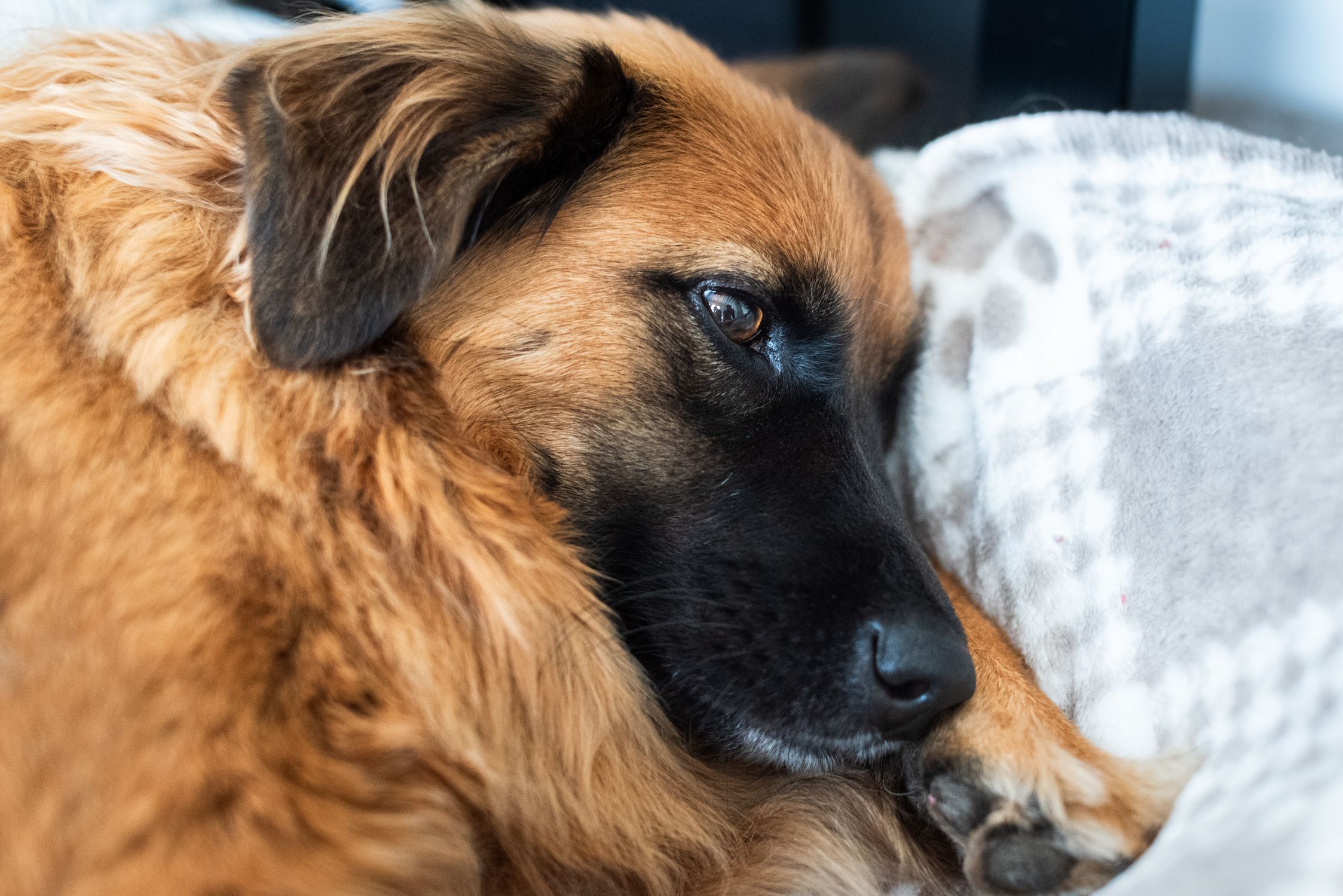 Close-up of a fluffy dog relaxing indoors on a cozy blanket.