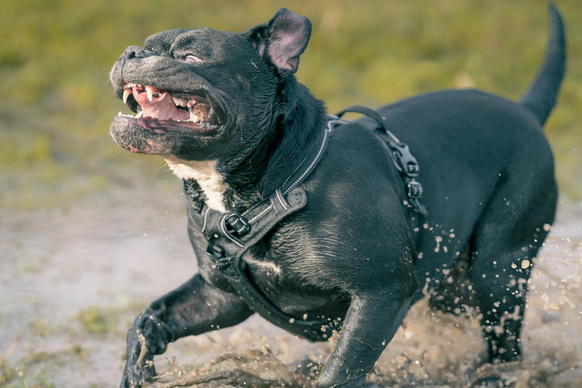 Black dog running energetically in water, showcasing playful joy in nature.