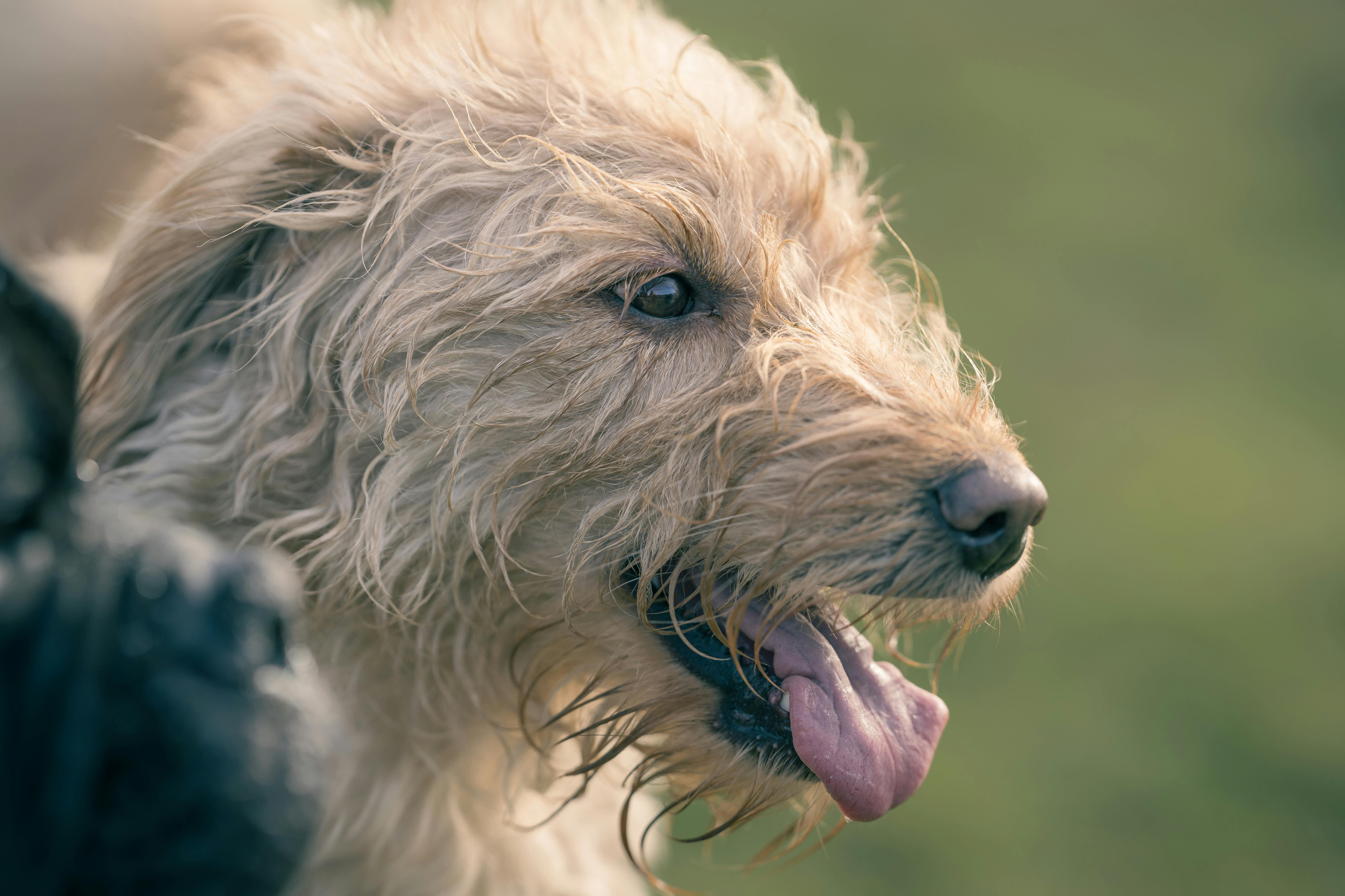 close up of happy fluffy golden dog outdoors