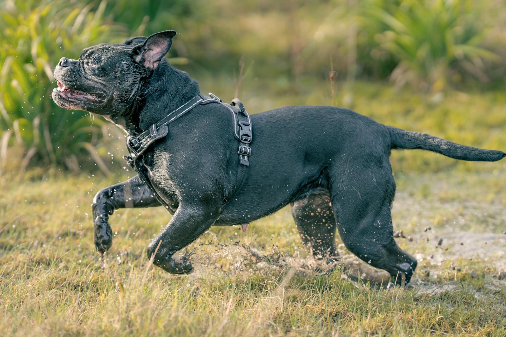 A black Pit Bull Terrier running energetically through water in a grassy field.