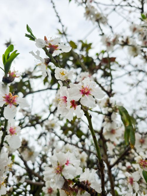 Free Close-up of cherry blossoms in full bloom against a cloudy sky, highlighting spring's beauty. Stock Photo