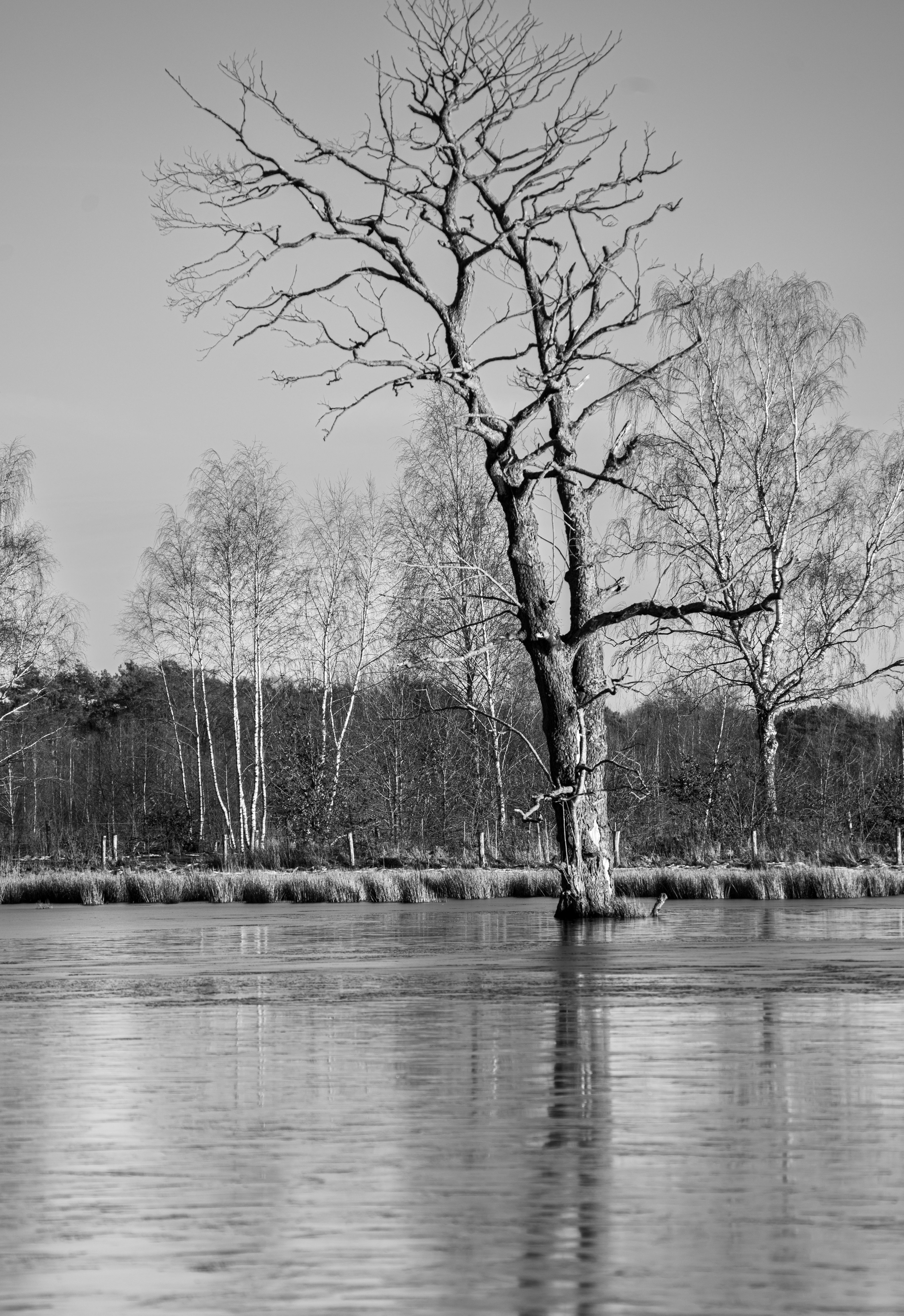 Serene Black and White Winter Landscape · Free Stock Photo