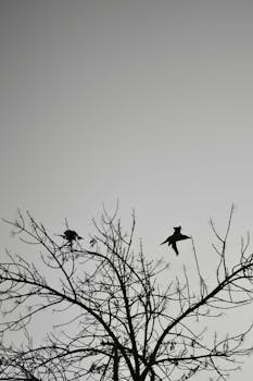 Silhouette of birds perched on a bare tree against a twilight sky, captured in monochrome.