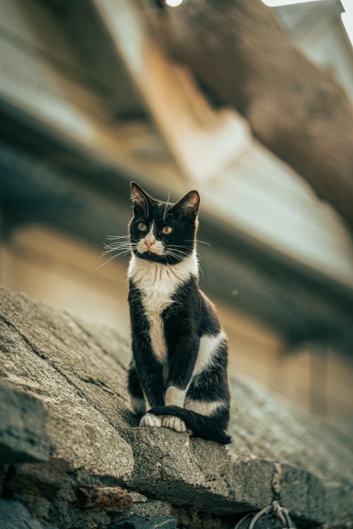 Free A black and white cat sitting on a stone wall in a rustic setting. Stock Photo