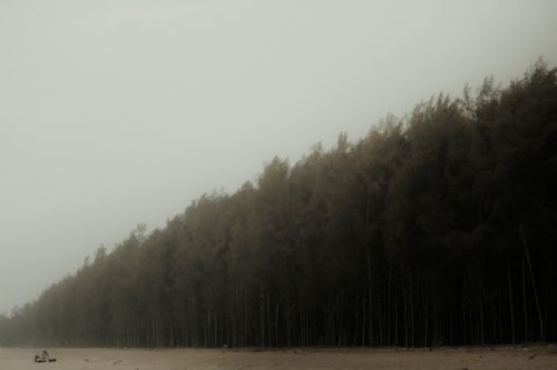 Free Tranquil scene with pine forest and sandy beach in Kochi, Kerala, India. Stock Photo