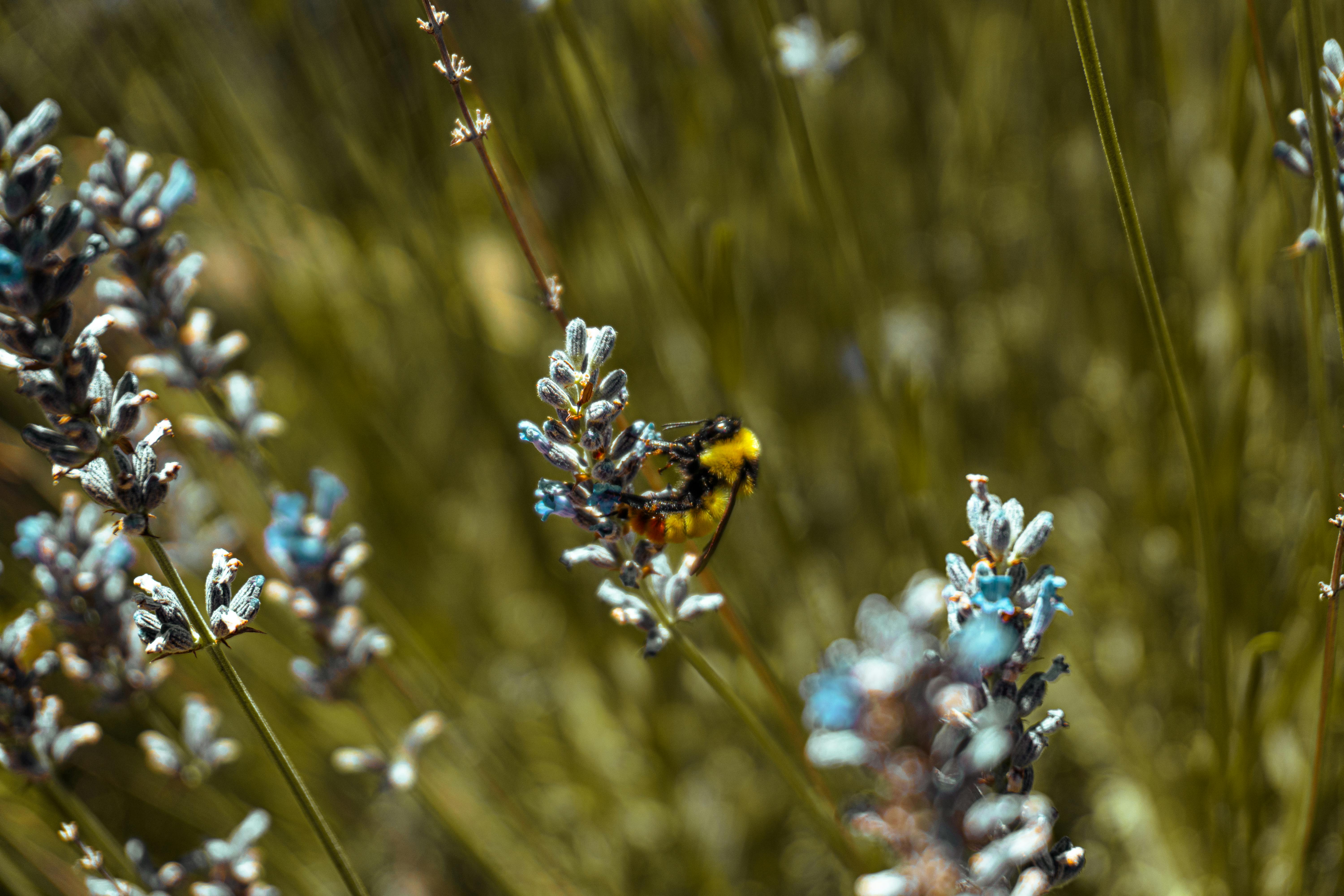 Jardinería para Abejas: Diseño, Flores y Manejo Sostenible en Argentina