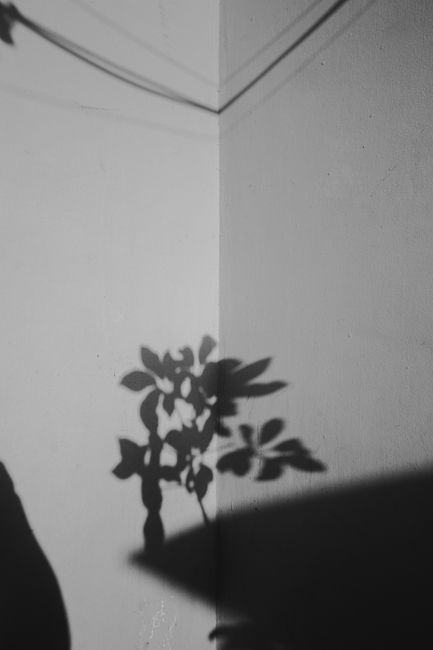 Artistic shadow of plant leaves cast on a textured concrete wall corner in black and white.