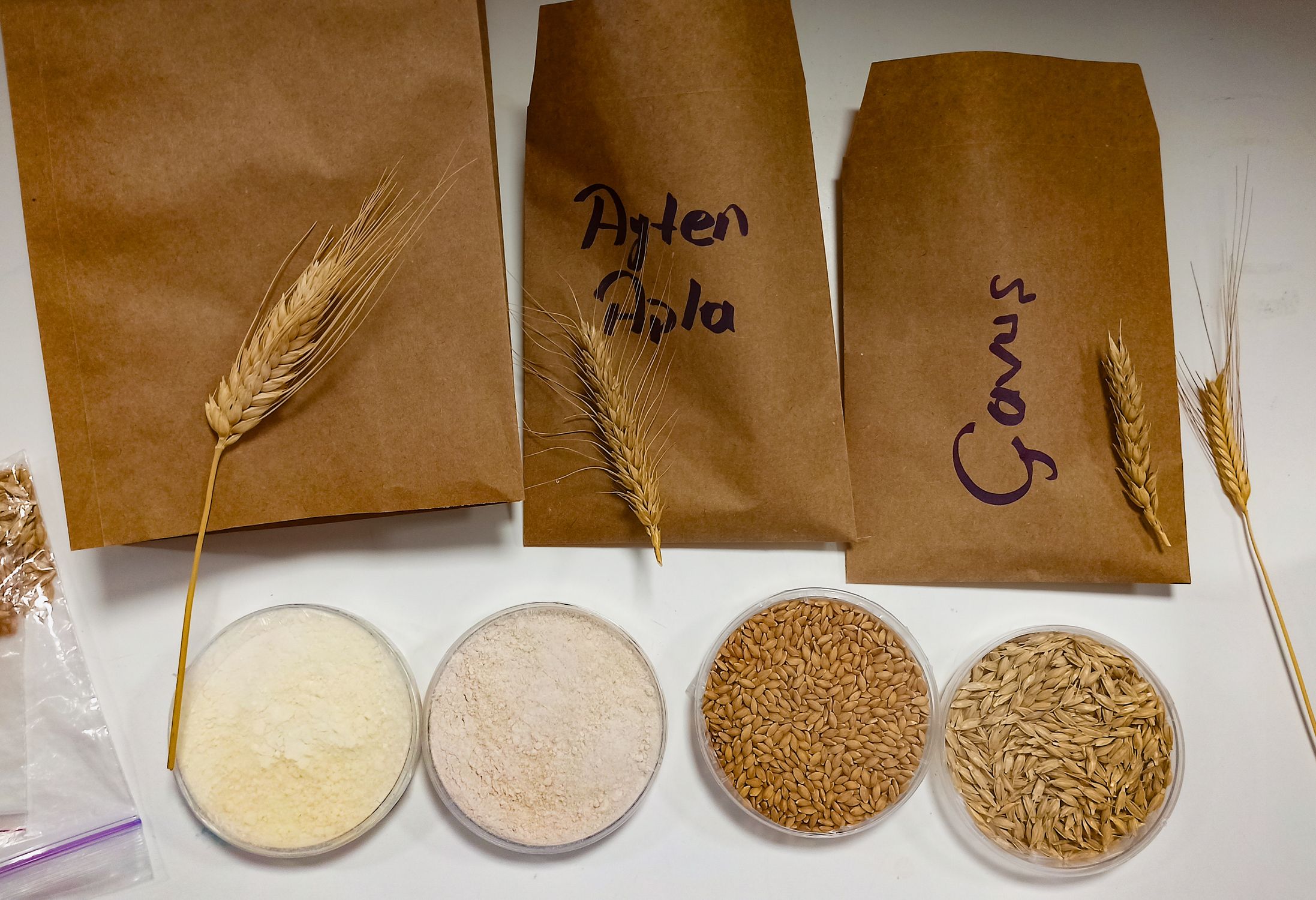Wheat Sample Variety of Wheat and Grain Samples Displayed · Free Stock Photo