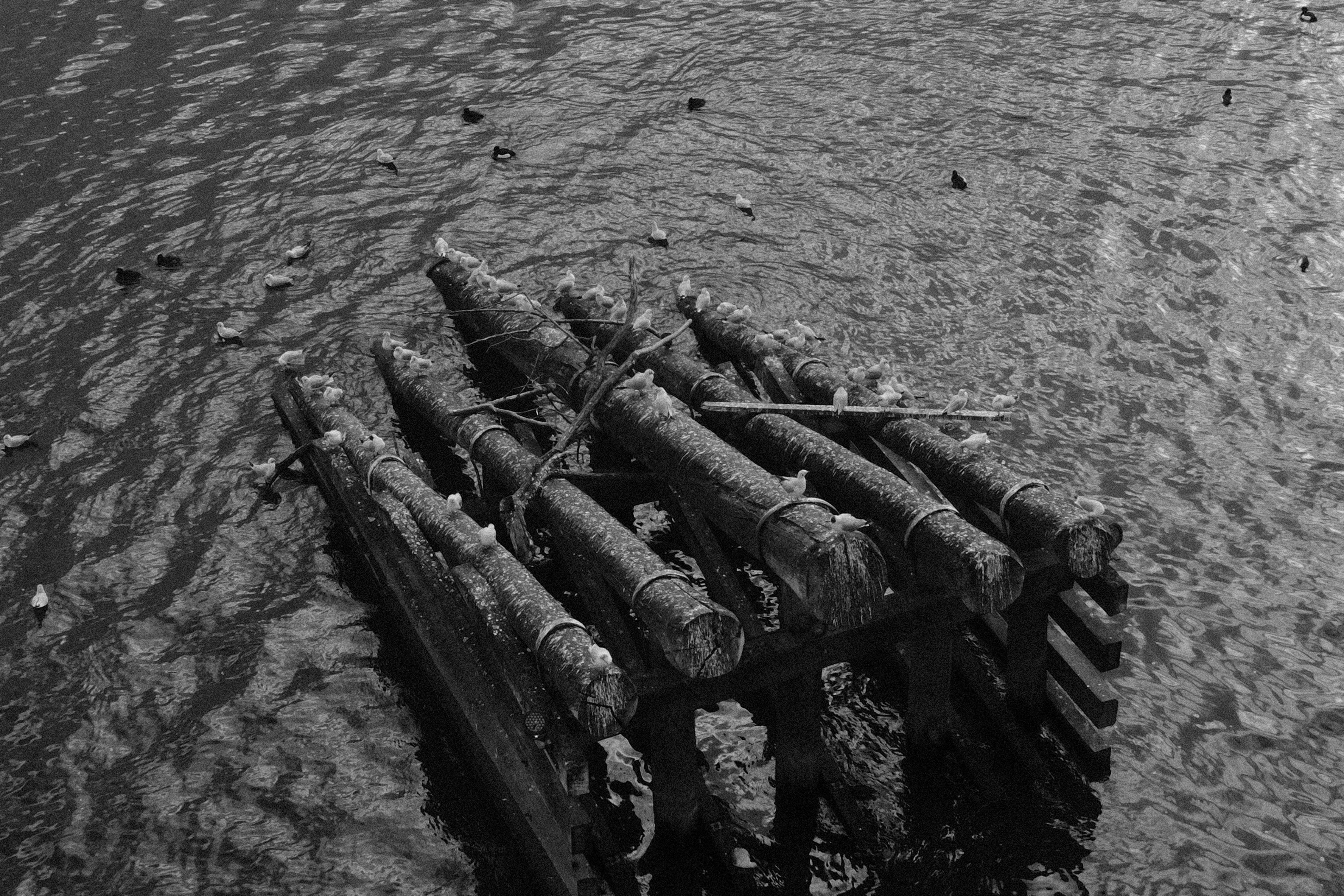 The Floating Haven on the Vltava