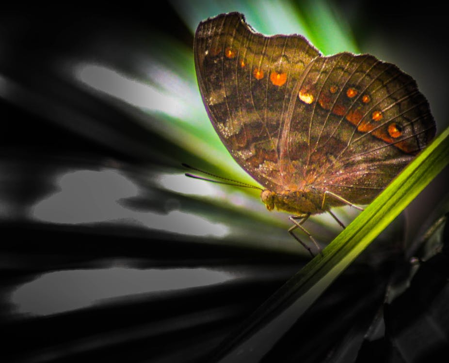 güzellik, kelebek, kelebekler içeren Ücretsiz stok fotoğraf