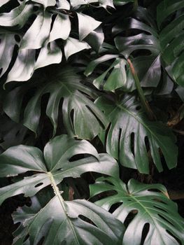 Lush green monstera leaves creating a vibrant, tropical atmosphere.. lush, green, monstera