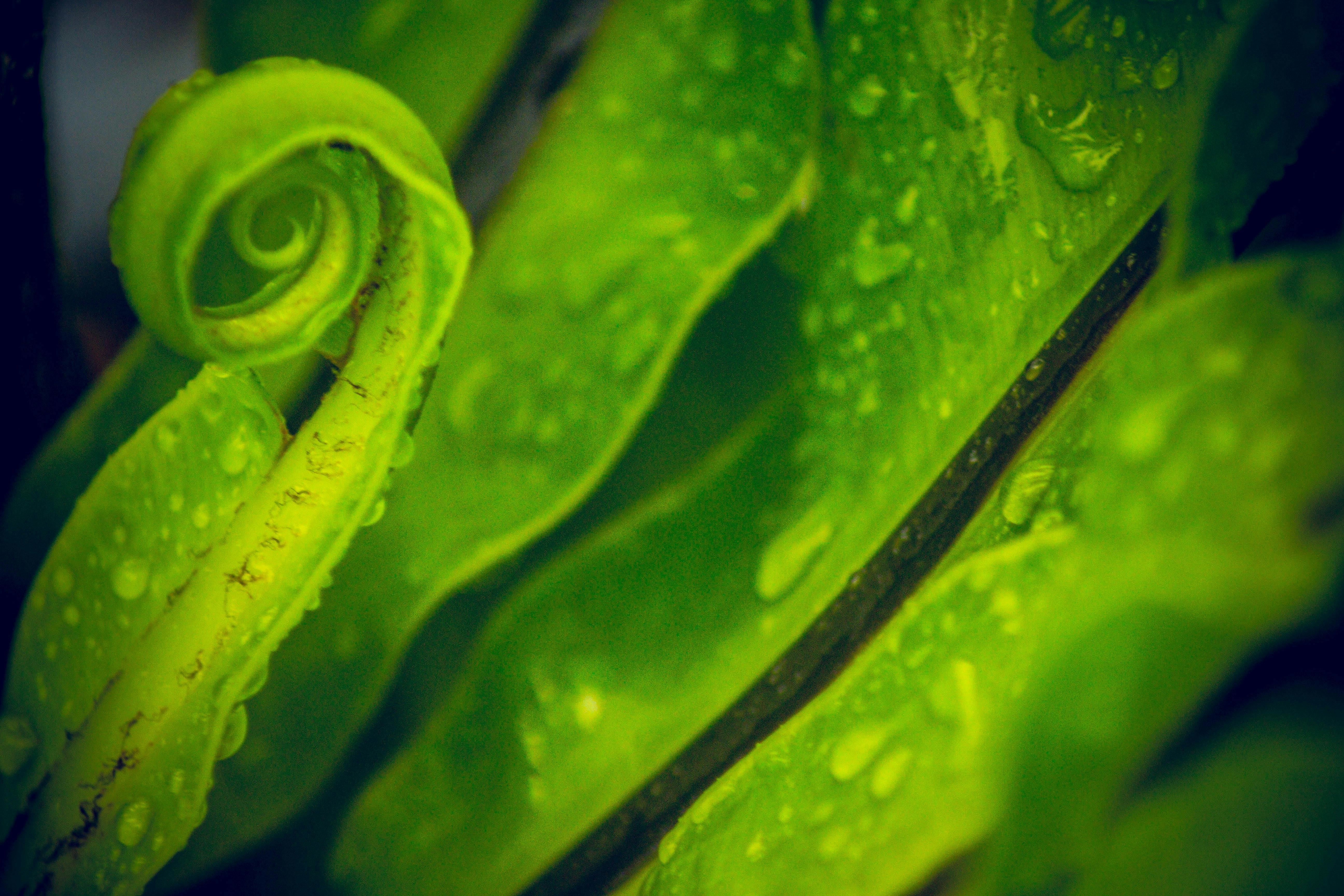 Free stock photo of growth, nature, new beginnings