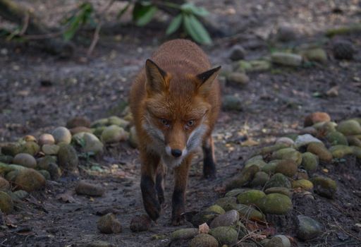 fox photo